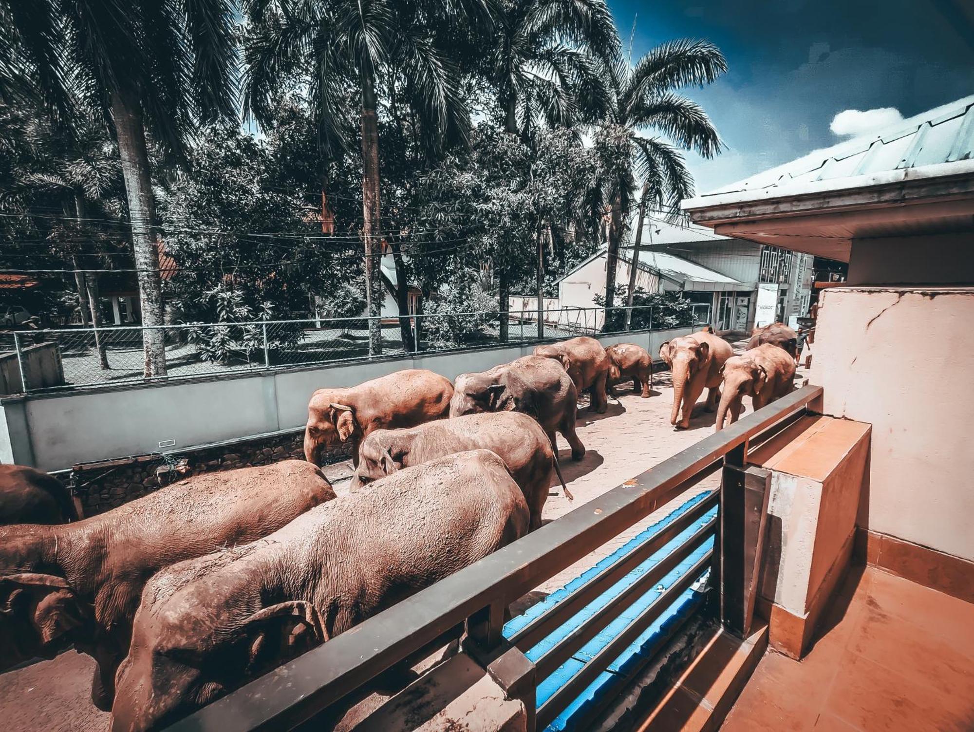 Hotel Elephant Park - New Deal! Half Off Airport Pickups Available Пиннавела Экстерьер фото